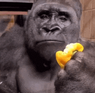 gorilla-eating.gif