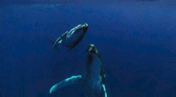 tumblr_m1cu07Mz6Z1rrfiwuo2_250.gif