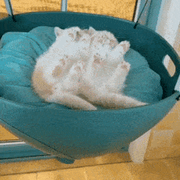 swing-swing.gif