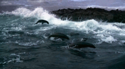 tumblr_m1cu07Mz6Z1rrfiwuo4_250.gif