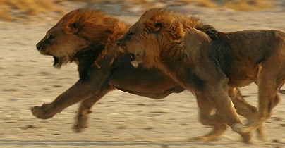 tumblr_o4ryym7q0X1qkww7to1_500.gif