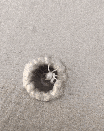 making-a-little-hut.gif