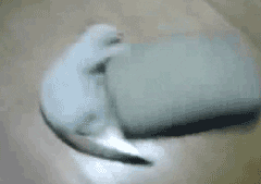aicu5oewp17a1.gif