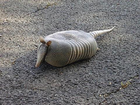 Armadillo%20%28unlucky%20roadkill%29.jpg