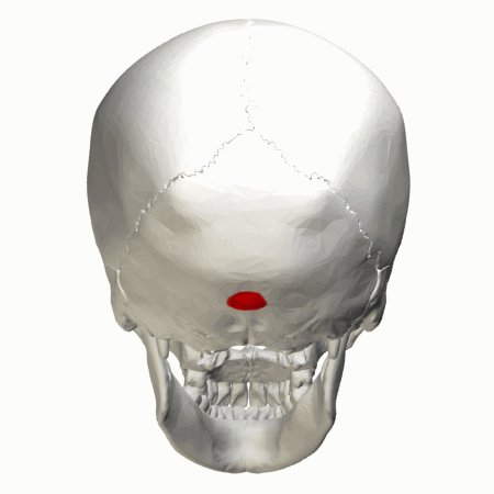 External_occipital_protuberance_-_animation.gif