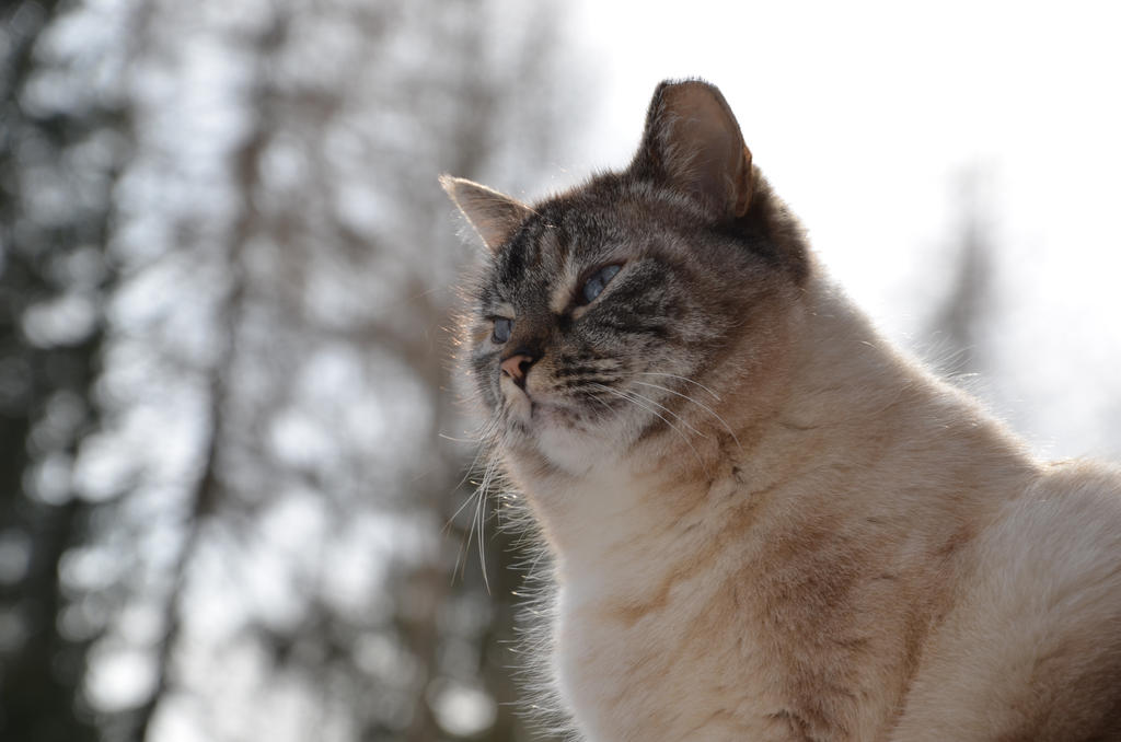 boss-cat.jpg
