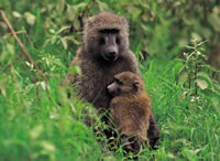 baboonsm.jpg