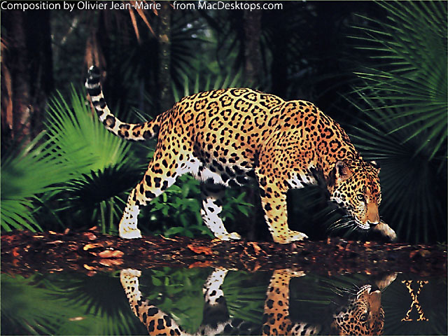 OJM02jaguar640x480.jpg