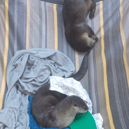 tumblr_ouaj8fqmUK1to7yd8o1_400.gif