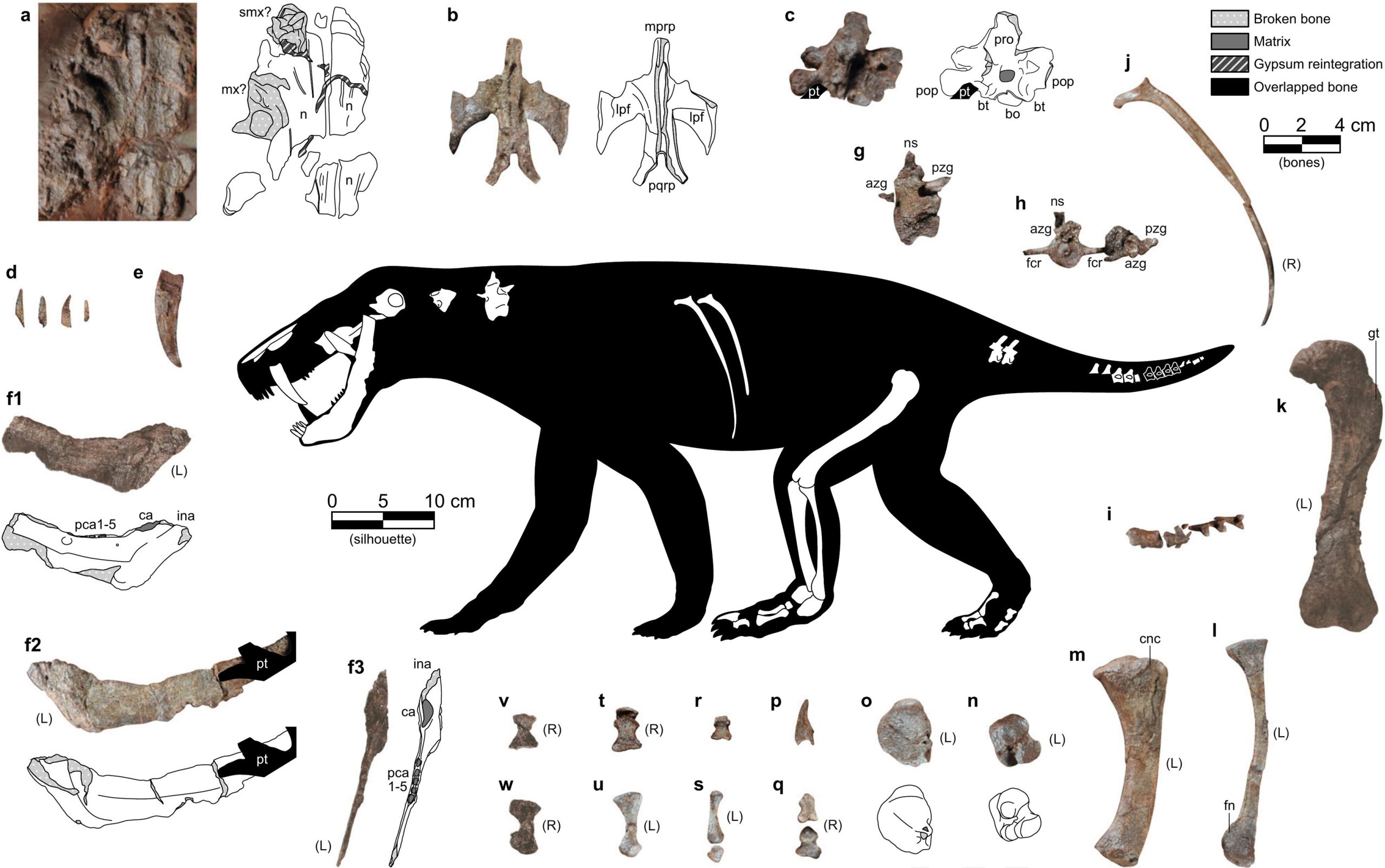 Gorgonopsian-Fossil-Bones-scaled.jpg