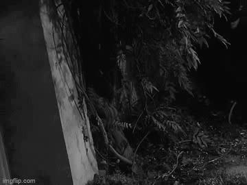 6swzop.gif