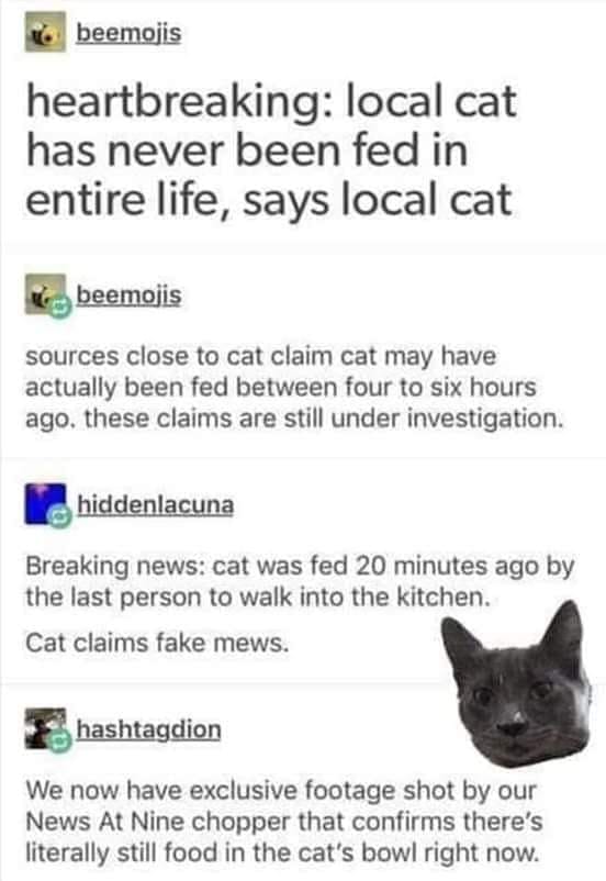 Cat-memes-copy-3.jpg