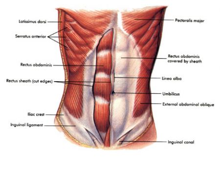 021-core-muscles.jpg