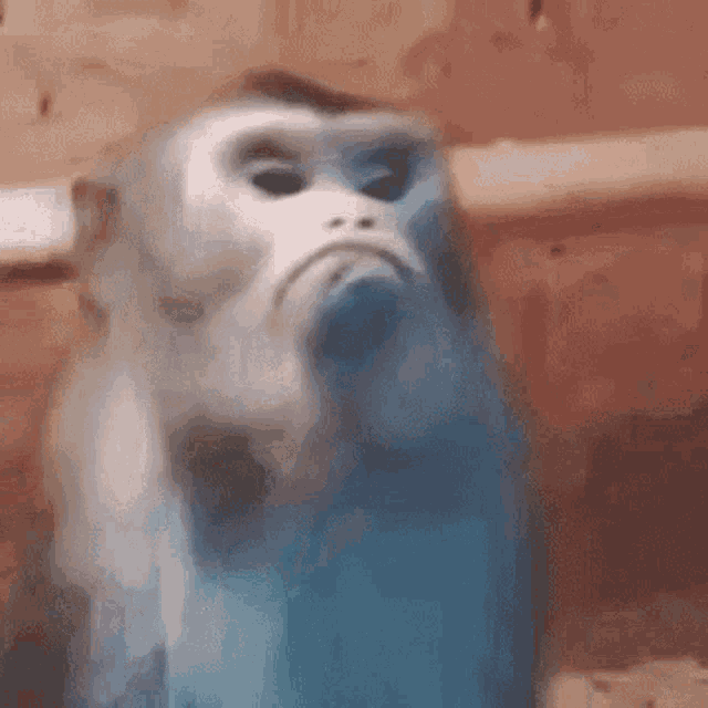 monkey-monkeys.gif