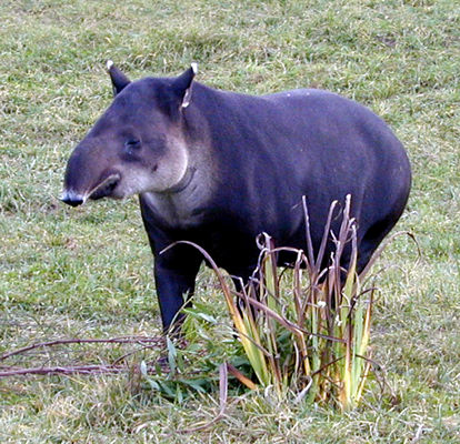 tapir.jpg