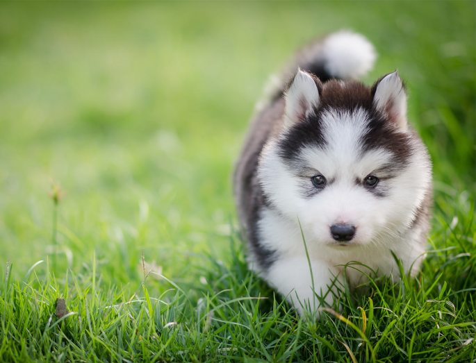 cute-puppy-names2.jpg