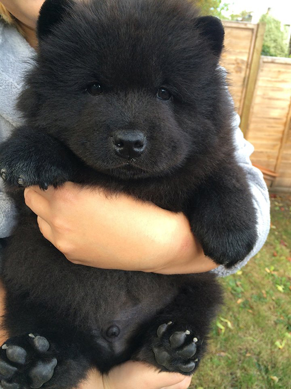 b2hpm-tiny-bear-dog.jpg