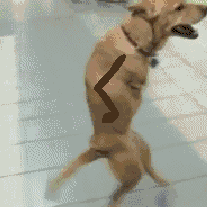 785.gif