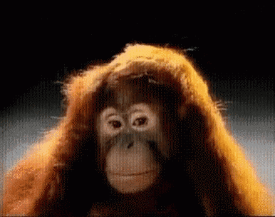 orangutan-monkey.gif