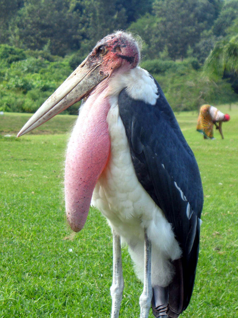 marabou-stork-pouch.jpg
