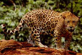 jaguar.jpg