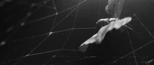 tumblr_msklf7Bhqd1saf2tpo1_500.gif