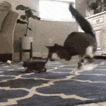 bouncing-around-the-room942944.gif