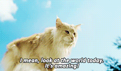 tumblr_mpzpwvqDIV1qggu3yo7_250.gif