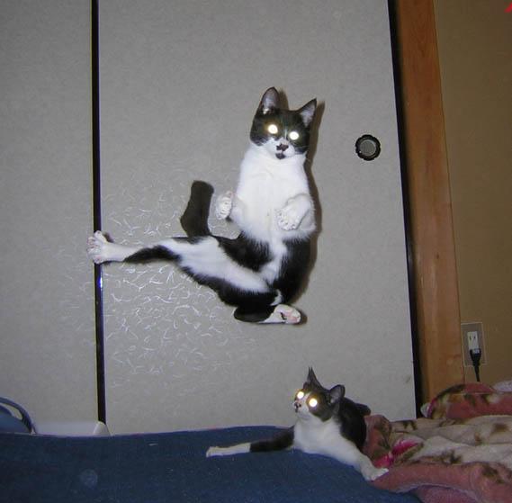 karate_kat.jpg