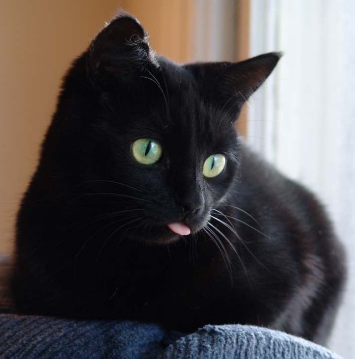 1166456861-tongueulence.b.jpg