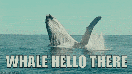 tumblr_ncidf6dHMC1sgl0ajo1_500.gif