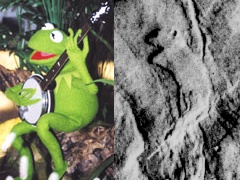 kermit.jpg
