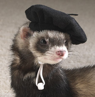 Ferret-in-a-Beret-XD-ferrets-13819161-311-315.jpg
