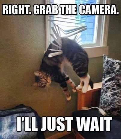 Cat-memes-6877.jpg