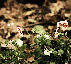 tumblr_nxl2ry3P0x1u44521o3_250.gif