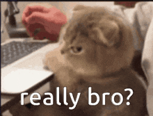 bro-really.gif