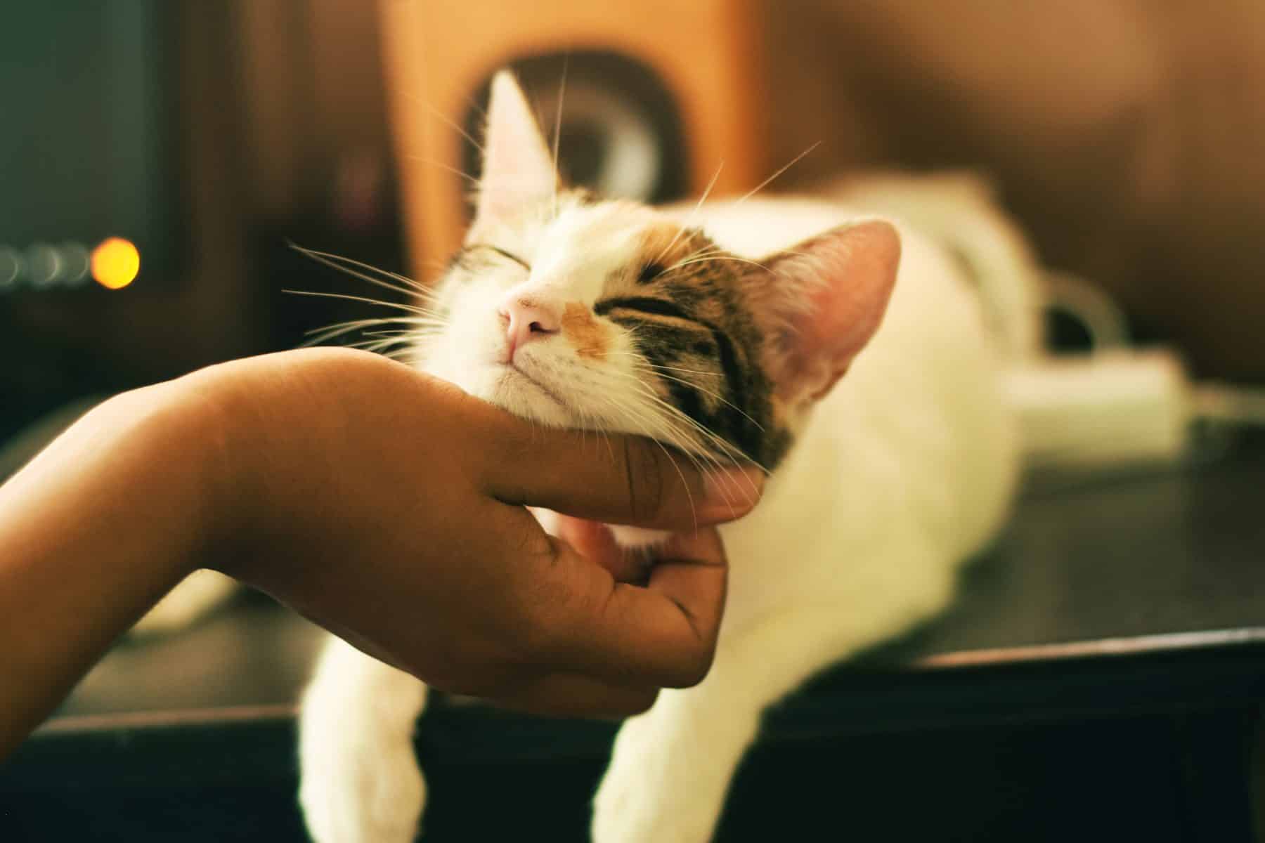 cat-love.jpg