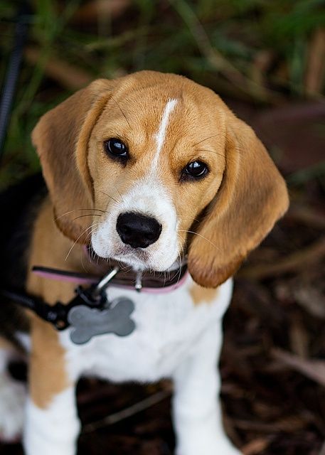 beagle-eye.jpg