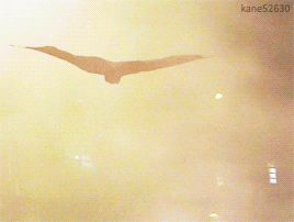 tumblr_nq0yxrNl4X1rrkahjo2_400.gif