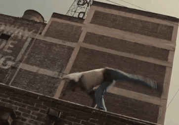 tumblr_p0dw1yQgK41tbealgo1_400.gif