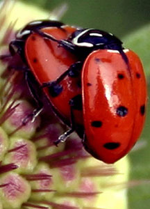 ladybirds_mating_nixon_libr.jpg