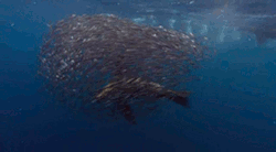 tumblr_m1cu07Mz6Z1rrfiwuo3_250.gif