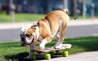 skatedog.jpg
