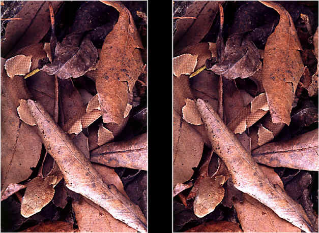 copperhead_pair.JPG