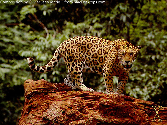 OJM09jaguar640x480.jpg
