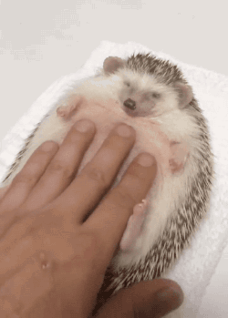 tumblr_nur7l79BIJ1s02vreo1_250.gif