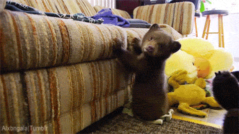 tumblr_n5sw53Hvma1qbxi45o1_r2_500.gif