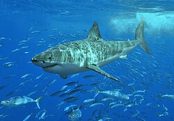250px-White_shark.jpg