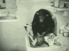 giphy.gif