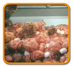 tribbles.gif